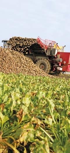 Utöver den allmänna rekommendationen bör du även justera kvävegivan i förhållande till tidigare års resultat när det gäller sockerhalt, under förutsättning att andra odlingsfaktorer som också