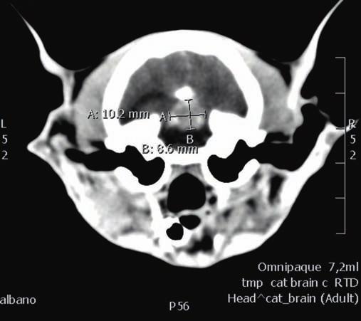 JOHAN ROSBERG THORELL, leg veterinär* Handledare: Yvonne Alnefelt, leg veterinär, specialistkompetens i sjukdomar hos hund och katt Litteraturstudie Intrakraniella meningiom hos hund och katt