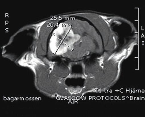 ring av hjärnan. Masseffekten är därmed en viktig orsak till symtom (6, 33, 37). Hos katt, men ibland även hos hund, ses ett så kallat dural tail sign på MRI.