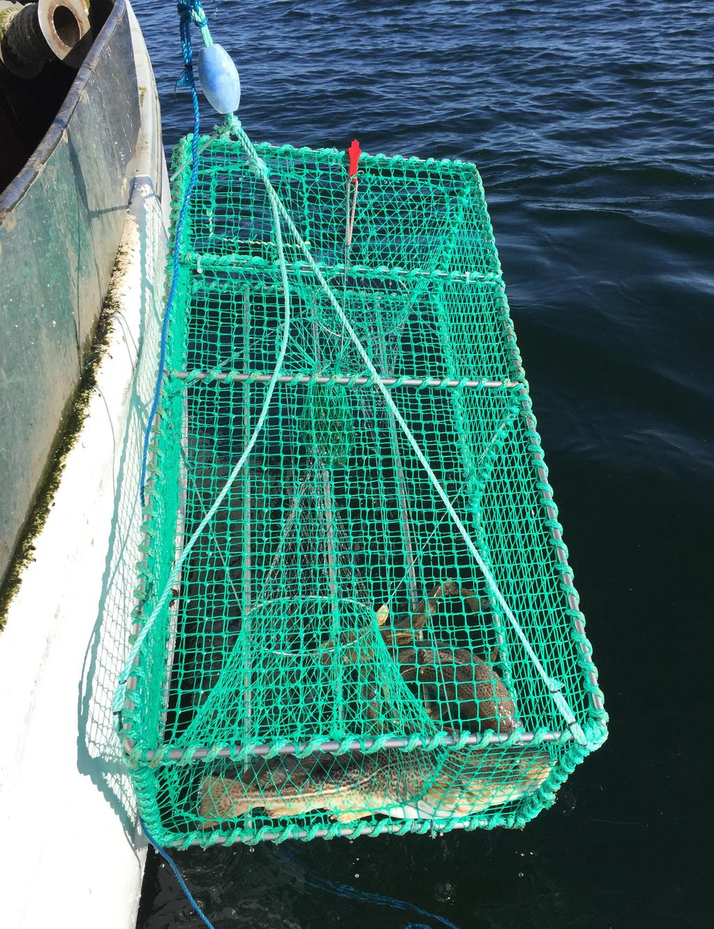 cm, som ska försvåra för torsk att simma tillbaka ut genom ingången. I buren finns placerad en betespåse i burens mitt, vilken öppnas i samma handgrepp som luckan för uttömning av fisk.