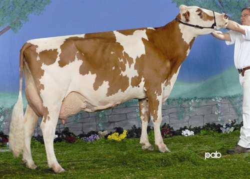 12 40 Mjölk 9,591 kg Fett 382 kg Protein 321 kg -0.04 LABRIE MARINA DAM Livslängd 102 Kalvningar F 101 Celltal 2.