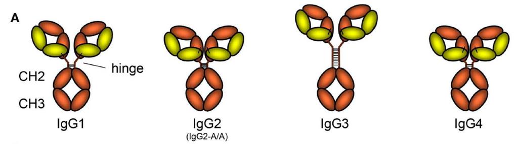 Vidarsson et al. Front Immunol. 2014 Oct 20;5:520. Lösliga proteiner och membranbundna proteiner inducerar fr a IgG1.