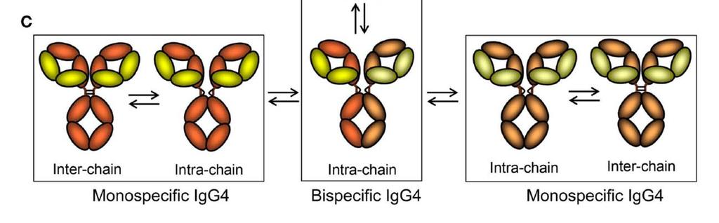 Vidarsson et al. Front Immunol. 2014 Oct 20;5:520.