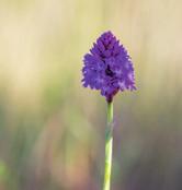 Salepsrot (Anacamptis pyramidalis) Stortapetserarbiet (Megachile lagopoda) Salepsrot förekommer endast på Öland och Gotland.