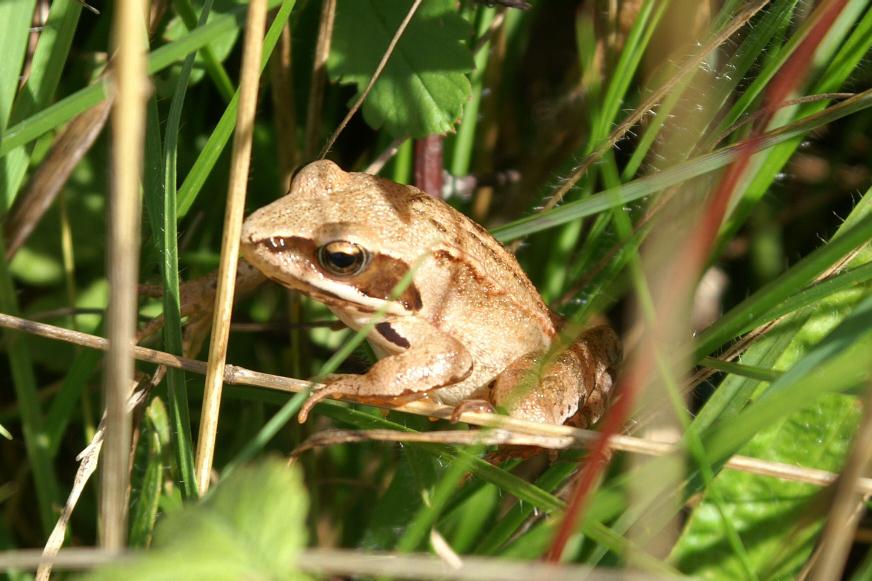 Långbensgroda och Större vattensalamander Långbensgrodan finns i Skåne, Blekinge, Småland och på Öland.