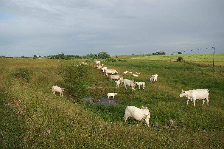 ex. minskad nederbördsmängd, vilket kan påverka arter som lever i temporära vatten genom att minska deras reproduktionsframgång (Daszak m.fl. 2005).