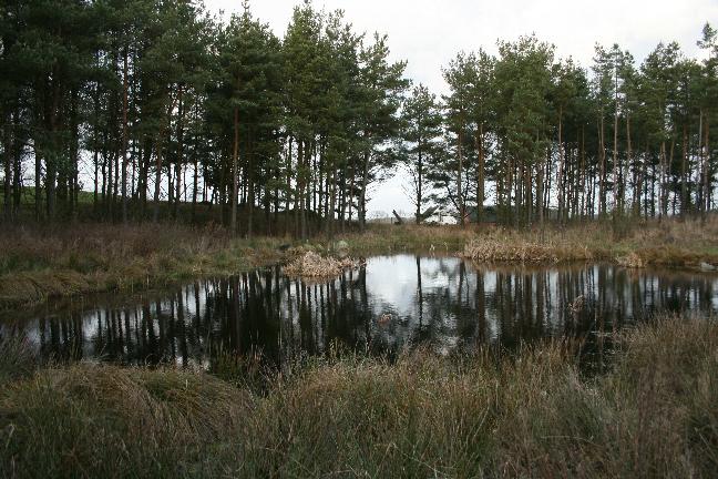 I England har man arbetat väldigt intensivt med åtgärder för strandpaddan. Enligt Denton m.fl. (1997) genomfördes många projekt enligt följande modell: 1.