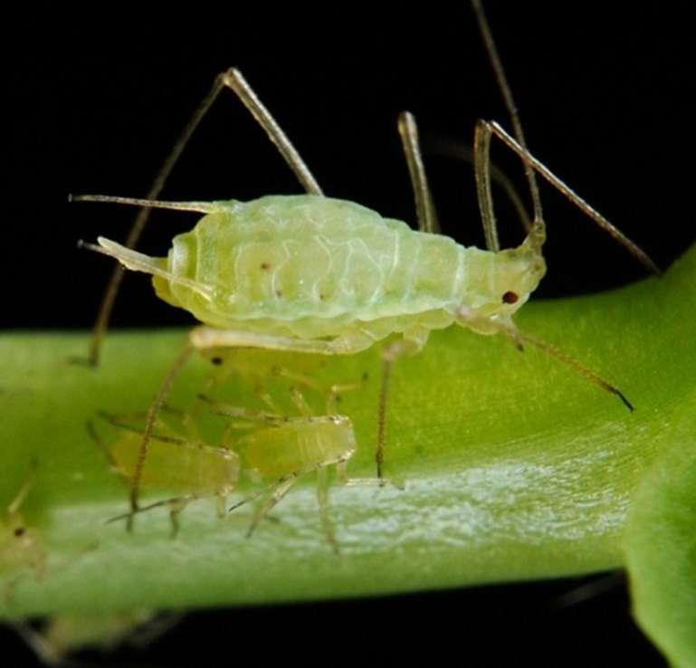 Nya skadeinsekter Majsrotbaggen Angriper rotsystemet på majsen (30-90% skördeförluster) Insekten sprider sig i snabb takt Växtföljd och insekticidbehandling Ökat skadedjurstryck Bladlöss