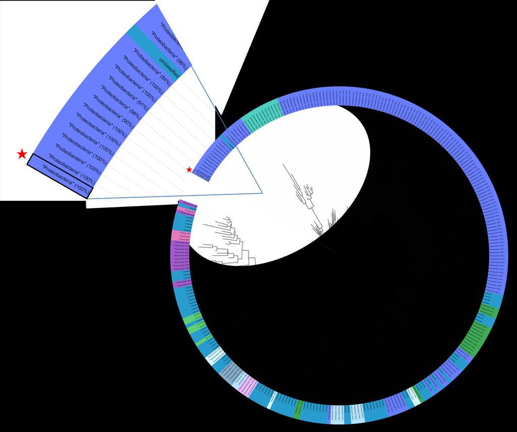 Översikt av bakteriell klassificering Fylogenetiskt träd Bakteriekluster från järnledning och vattenmätare Classification Domain: Bacteria Phylum: Proteobacteria Class: