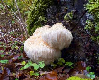 d) Den bristfälligt kända svampen Psathyrella romellii sågs i en trädhålighet. foto: Jacob Heilmann-Clausen (a, c, d), Andreas Malmqvist (b).