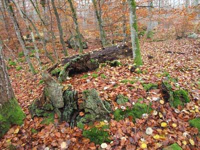 figur 4. Ruiner av gamla vrakekar vittnar om tidigare generationer av ek i Bjurkärr och indikerar en lång trädkontinuitet av grova ekar. foto: Örjan Fritz.