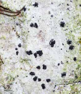 Small black apothecia partly embedded in the powdery thallus of the crustose lichen Arthonia arthonioides growing on oak bark.