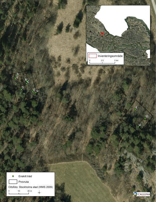 Kvarnberget (provyta nr 1 och 2) Några äldre ekar och någon äldre lönn finns längs med kanterna av en höjd med berghällar.