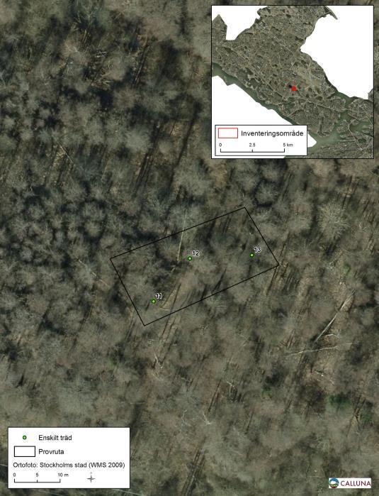 Kyrksjölötens naturreservat (provyta nr 3 och 4) Ett sumpskogsområde vid sjöns östra kant med en mycket varierande trädflora.