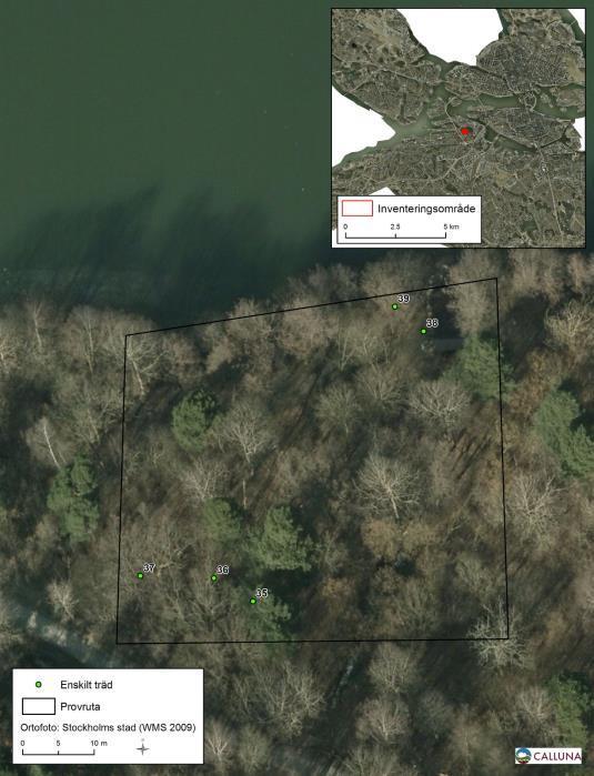 Skog vid Trekanten (provyta nr 10) En gles blandskog dominerad av tall med många grova gamla tallar. Bitvis frörekomer äldre krattekar.