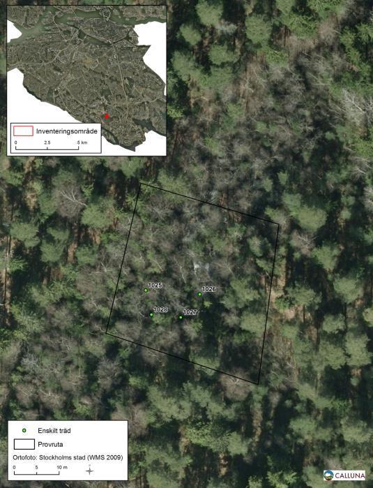 Fagersjöskogen (provyta nr 24) Är ett klibbalkärr uppblandat med andra lövträd och gran. Runt om kärret består området mest av gran med enstaka äldre lövträd insprängda i området.