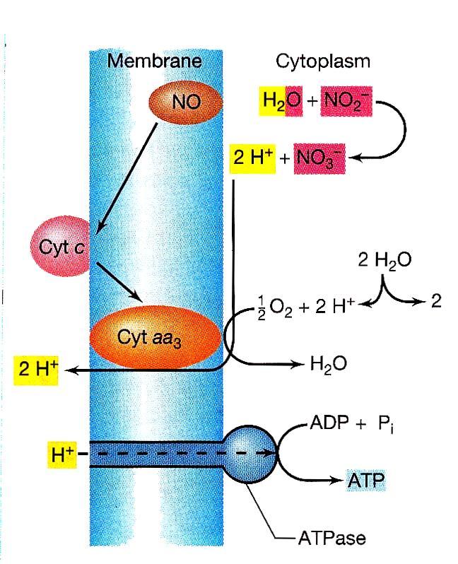 Nitrite oxidation: NO 2