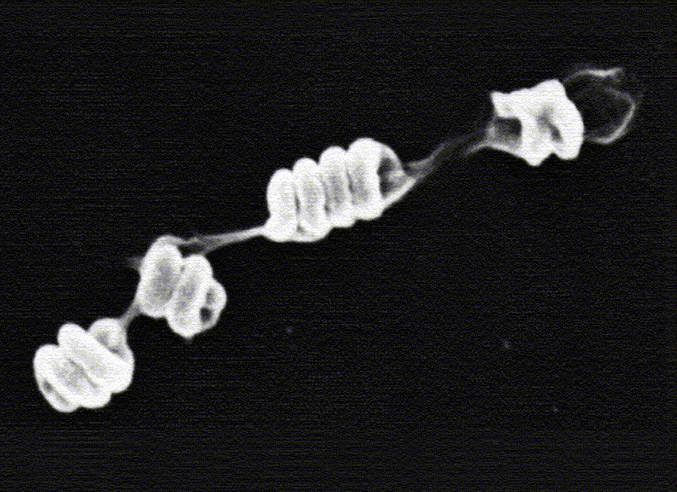 Ammonia oxidizing archaea and