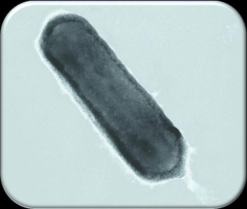 Highaffinity ammonia oxidation by AOA AOA: Nitrosopumilis maritimus ( ) AOB: Nitrosomonas spp; Nitrosospira spp.