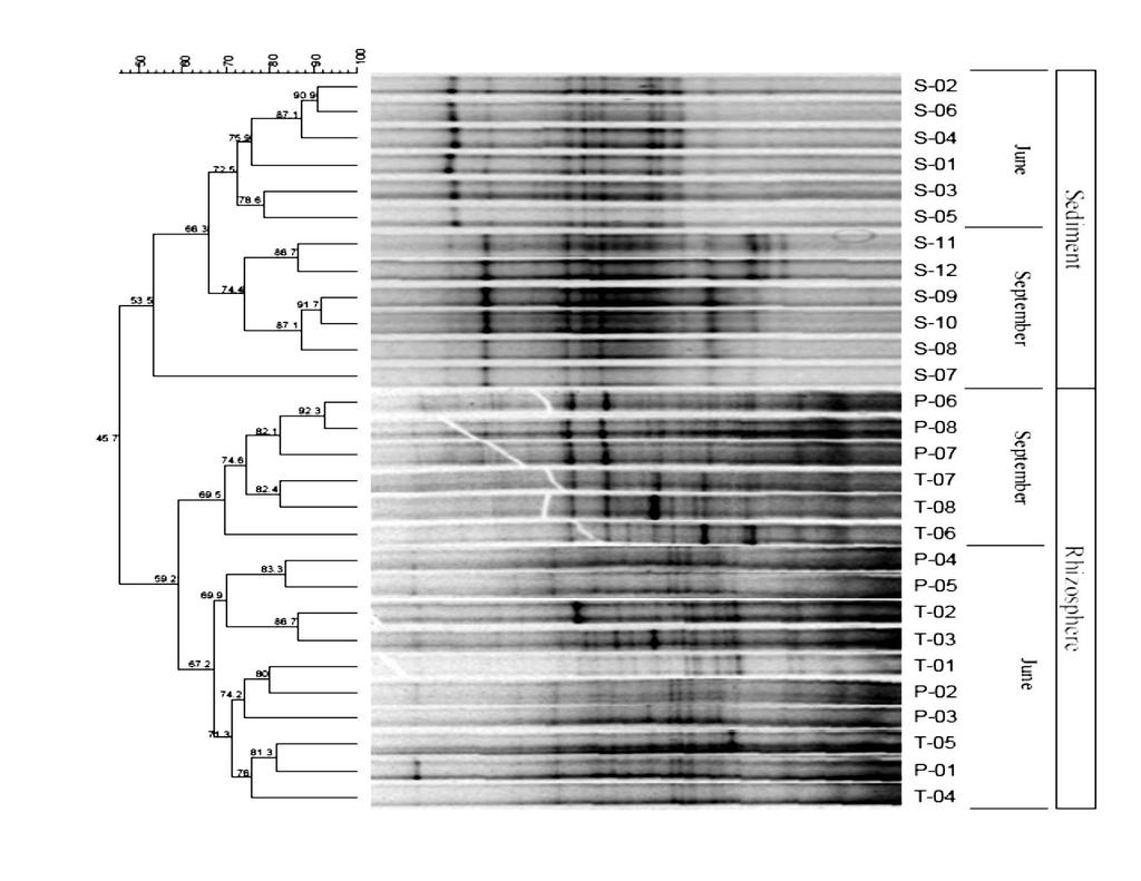 Wetland plants effects Rhizospehere Sediment DGGE of nosz Low rates High rates Typha and