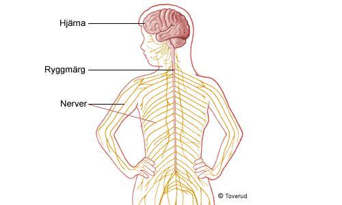 Hjärnan Nervsystemet Ataxi-ostadighet Försämrad känsel Svaghet i muskler