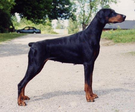 DOBERGUARD S JENNY N 21172/91 född: 1991-01-27 e: NUCh Doberguard s Balder N 29354/88h u: Loretta-Lynn v Roveline N 09991/88h Uppfödare: Jeanette Strand, Norge Ägare: Tomas Halld n, Järfälla Höjd