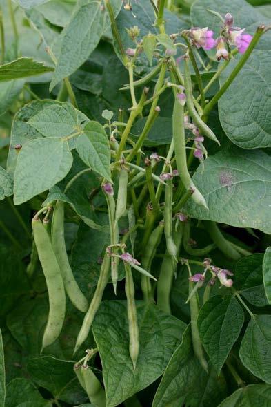 Vilka trindsädesgrödor kan odlas i Sverige? Trädgårdsböna, Phaseolus vulgaris (brun böna, borlotti-, kidney-, svart, vit böna) Idag nästan bara på Öland (och Gotland).