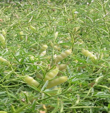 Vilka trindsädesgrödor kan odlas i Sverige? Lupin, Lupinus angustifolium Idag några hundratals ha, nästan uteslutande till foder.