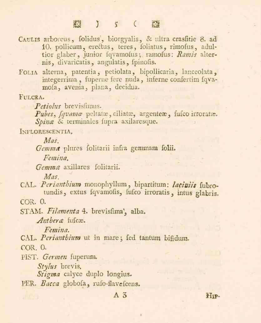 C.AV1.13 arboreus, folidus', biorgyalis, se ultra crasfitie 8. Z.d 10. pollicum, eredus, teres, foliatus, rimofus, adultior glaber, junior fqvamofusj.