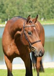 The dam Ravena Q (1,40 m, 10-10 at 3-yr) produced Rouge de Q by Maloubet de Pleville, (plac 1,40 m w/jr rider); the dam of Heartman Q by Heartbreaker (sold at the SSHS auction as a 2-yr old for 300