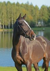 The sire Emilion is a stallion of great importance to Dutch breeding, he competed at Grand Prix level under Ulrich Kirschhoff.