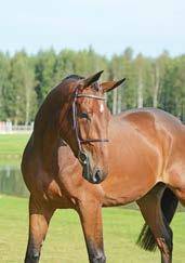 The grand sire and great grand sire both competed at the Olympic Games. Reg.