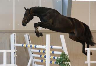 Han har lämnat 37 godkända söner samt ett stort antal tävlingshästar. The dam Gretchen is a selection mare and has 63 victories and placings up to M class showjumping and 4 victories in S class.