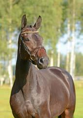 He has produced 37 approved sons and a great number of competition horses. Reg. nr 04-14-1313 Sto Mare Diarado 95337 Diamant de Semilly 95242 Roxette I ZB1.