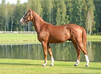 13. Joey Modern Valencia har lämnat 4 st avkommor som går internationellt 1.30-1.50 m.