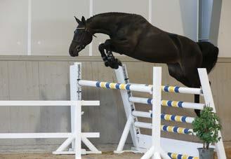 The dam Ballintogher Evidence s sister produced an offspring that placed 4th in the Irish young horse championships. The grand dam produced offspring competing at 1.45-1.50 m.