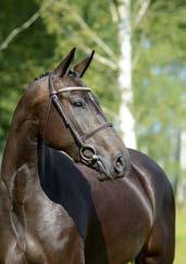 The sire, the international S class stallion Cardento is famous in Swedish breeding having produced a great many horses successful in both sport and in breeding. Reg.