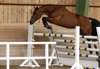 Perigueux moder Sensation tävlade själv upp till 1,50 m och har även lämnat Lord Dix e Lincolm L, en ung godkänd hingst som tävlar på internationell nivå.