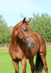 The sire Perigueux is a successful competitor in international S class showjumping, ridden by Marco Kutscher and Eva Bitter. He has produced several successful horses competing in S class showjumping.