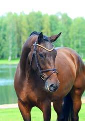 The grand dam Zahra produced Carlzon L by Carson Ask, (Int l 1* eventing) and the Real McBeat by Heartbeat, (diploma in jumping as a 3-yr old).