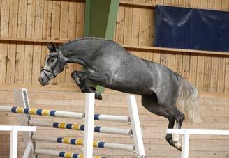 I stostammen: Caliando, SM Vinnare 2010, S-klass hästar i dressyr; Zilona vinnare NM Young Rider (senare såld till Lisa Wilcox), Stanly, vinnare S dressyr m L. Nathorst.