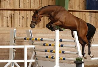 The sire Durrant by Warrant is currently competing at S-level showjumping in the USA. Reg. nr 04-14-2198 Durrant 1271 Warrant 95326 Tanagra 00.10144 Vb Numero Uno 95193 Karanta 92.