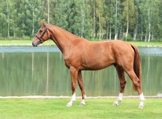 23. Erano de la Butte Modern Roxane de la Butte, (unghästchampionat som 4-5-åring, därefter sattes hon i avelsboxen). Roxanne har en helbror (1.30 m) samt tre halvsyskon (1.30-1.35 m).