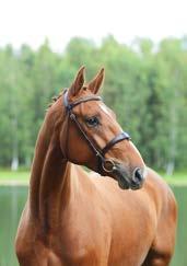 Three generations further down we find the mare Isis de L Etoile that has two offspring successful in S class showjumping and two approved stallions.