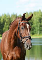 Kannan competed successfully in international GP jumping. He is ranked 5th by WBFSH as sire for jumping.