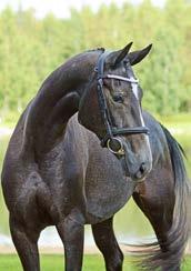 The grand dam Laura (1,45m) also produced two competing offspring (1,30m-1,45m) by Canturo and Calido I.