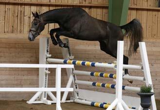 60 GP, Spruce Meadows m Conor Swail), Virginia Beach e Beach Boy (plac. 1.40m), Elvira Madigan e Landlord, (final; Falsterbo, BT 5- och 6- å, plac i Falsterbo 6- å).