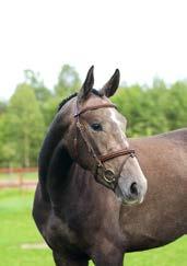 The grand dam Virginia Wolf (Elite) was a producer of many successful horses; Märtha Louise by Maloubet de Pleville, (victory CSI5* 1.