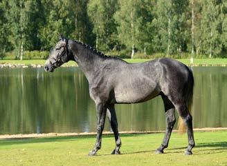 5. Confidence SN Modern R-Condora kommer ur en av de mest framgångsrika prestationsstammarna i Holstein.