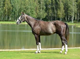 6. Carrouet Modern Carbina har ett blupindex på 137 i hoppning och har placeringar i 1.30 m. Hon vann Amatörtouren i Falsterbo 2010. Även mormodern Carbo har placeringar i M klass hoppning.